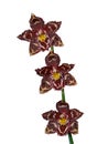 Three Orchids