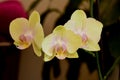 Three orchids blossoming