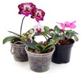 Three orchids in pots