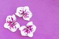 three orchids on a purple background, very peri, copy space