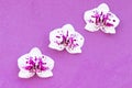 three orchids on a purple background, very peri, copy space