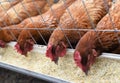 Three Organic Free Range Chickens Eating in Sync