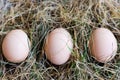 Three organic hen eggs, bio produce