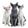 Three oriental cats Royalty Free Stock Photo