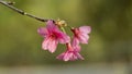 Three Oriental Cherry with Emptiness Background