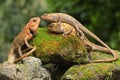 Three oriental garden lizards are sunbathing on a moss-covered rock. Royalty Free Stock Photo