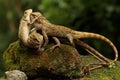 Three oriental garden lizards are sunbathing on a moss-covered rock. Royalty Free Stock Photo