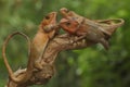 Three oriental garden lizards are sunbathing.