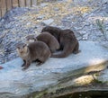 Three Oriental Short Clawed Otters Royalty Free Stock Photo