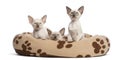 Three Oriental Shorthair kittens, 9 weeks old