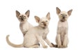 Three Oriental Shorthair kittens sitting