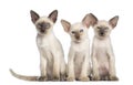 Three Oriental Shorthair kittens sitting