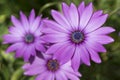 Three Osteospermum Ecklonis - Pink / Purple Colour Royalty Free Stock Photo