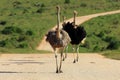 Three ostrich running up the road Royalty Free Stock Photo