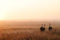 Three Ostriches Royalty Free Stock Photo