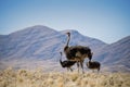 Three ostriches Royalty Free Stock Photo