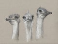 Three Ostriches, Charcoal Art, Cute, Long-Necked Birds