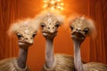 Three ostriches with crowns in golden dresses Royalty Free Stock Photo