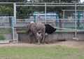 Three ostriches feed in a zoo paddock Royalty Free Stock Photo