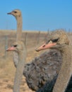 Three ostriches looking sideways at camera Royalty Free Stock Photo