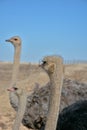 Three ostriches looking sideways at camera Royalty Free Stock Photo