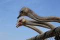 Three ostriches put out the heads for a protection against the background of the blue sky. Royalty Free Stock Photo