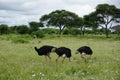 Three ostriches in the Tarangire National Park Royalty Free Stock Photo