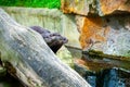 Three otters on the rocks near the water at the zoo.