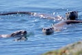 Three otters swimming in the ocean on a sunny day, two face the camera