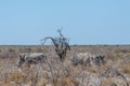 White Rhinos Grazing on the plains of Etosha National Park Royalty Free Stock Photo