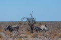 White Rhinos Grazing on the plains of Etosha National Park Royalty Free Stock Photo