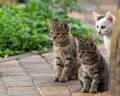 Three outbred kittens are sitting in the garden on the walkway. Royalty Free Stock Photo