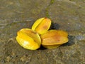 three overripe yellow star fruit fell from the tree