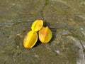three overripe yellow star fruit fell from the tree