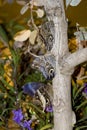 Three Owl butterflies on a tree branch Royalty Free Stock Photo