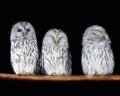 Three owls on the branch Royalty Free Stock Photo