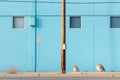 three owls sitting on the side of the road