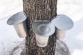 Three pails attached to a maple tree to collect sap Royalty Free Stock Photo