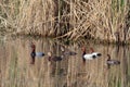 Three pairs of Common Pochard