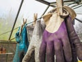 Three pairs of used gloves hanging on a wire in the greenhouse