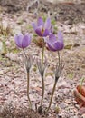 three pale lilac spring pasque-flowers