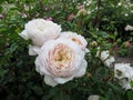 Cluster of delicate cream cupped blooms of roses of `Artemis` cultivar on a bush in the garden