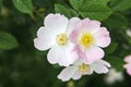 Three pale pink rosehip flowers on blurred green backdrop