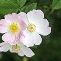 Three pale pink rosehip flowers Royalty Free Stock Photo