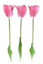 Three pale pink tulips isolated on white background Royalty Free Stock Photo