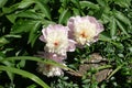 Three pale pink and white flowers of bicolor anemone-flowered peony bush in June Royalty Free Stock Photo