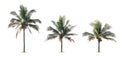 three palm tree isolate on white Royalty Free Stock Photo