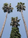 Three palm tree krones and stems with green eaves and climbing lian in the sky