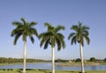 Three palm trees