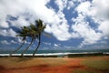 Three Palm Trees